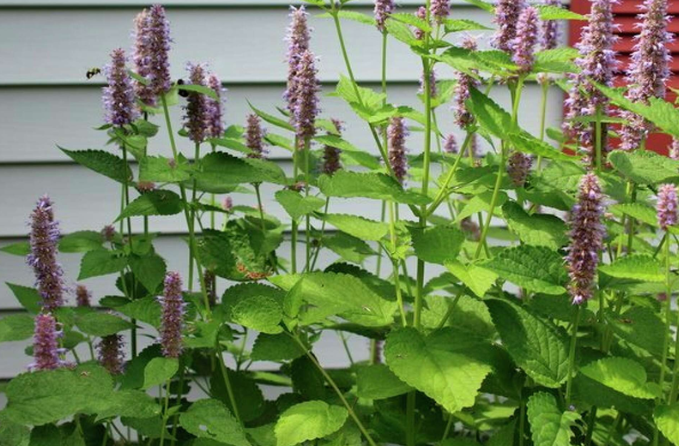Herb That Gives Flavor to Black Jellybeans